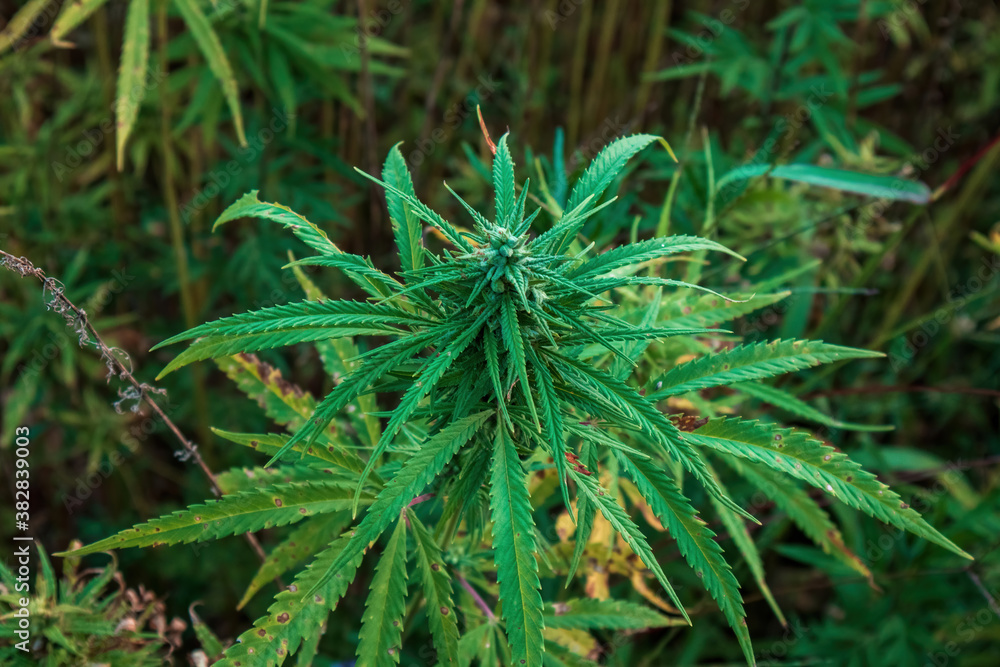 Cannabis plants on field. Industrial Hemp farm. Medical marijuana. Cannabis plants on field. Industrial Hemp farm. Medical marijuana.