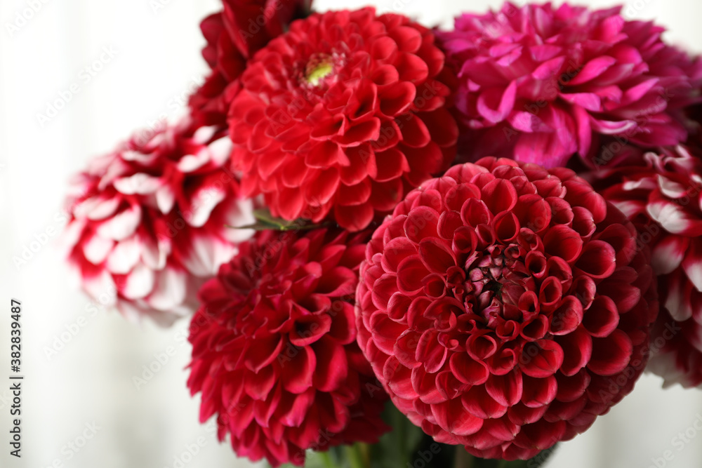 Beautiful dahlia flowers on blurred background, closeup Beautiful dahlia flowers on blurred background, closeup