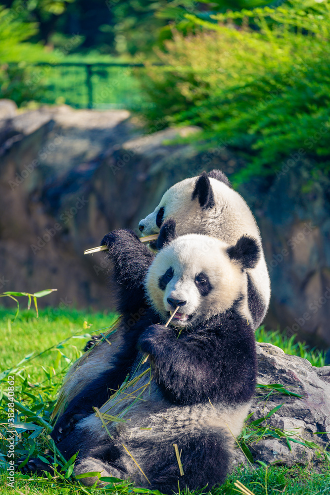 Obraz premium Mother Panda Yuan Yuan and her baby Panda Yuan Meng are Snuggling and eating bamboo in the morning, zoo beauval, France