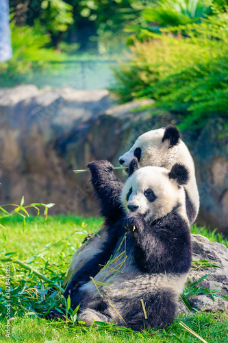 Fototapeta Naklejka Na Ścianę i Meble -  Mother Panda Yuan Yuan and her baby Panda Yuan Meng are Snuggling and eating bamboo in the morning, zoo beauval, France