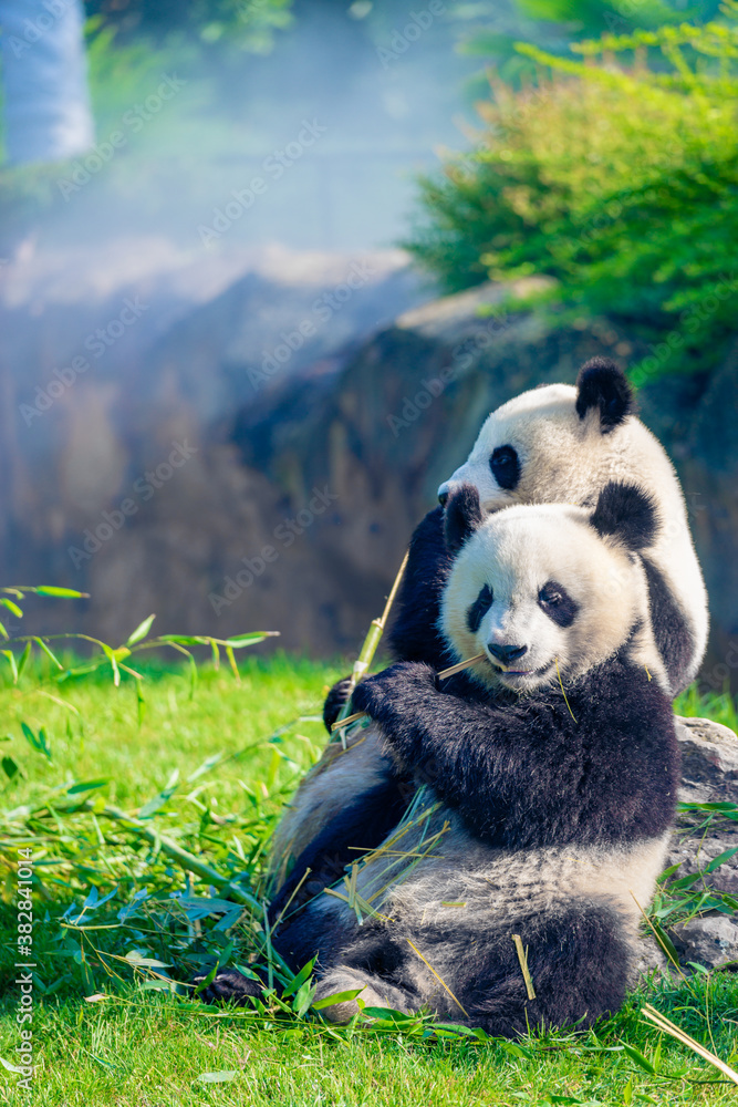 Obraz premium Mother Panda Yuan Yuan and her baby Panda Yuan Meng are Snuggling and eating bamboo in the morning, zoo beauval, France