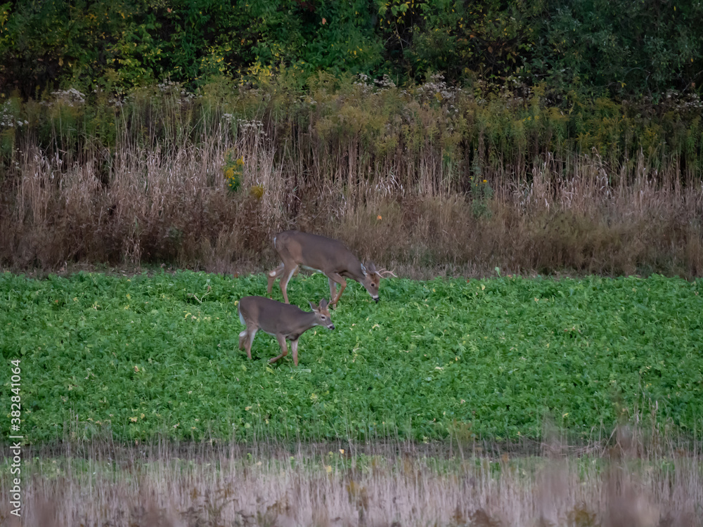 White Tail Deer White Tail Deer