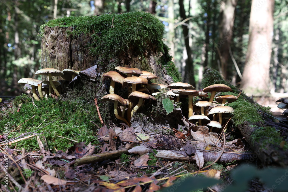 Obraz premium Yellow forest mushrooms grew on a fallen tree