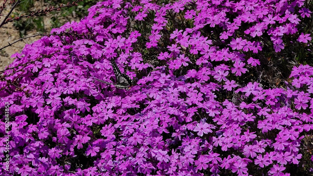 Obraz premium flower, 나비
