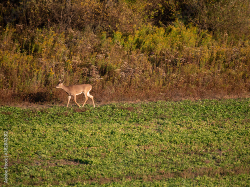 White Tail Deer © Robert