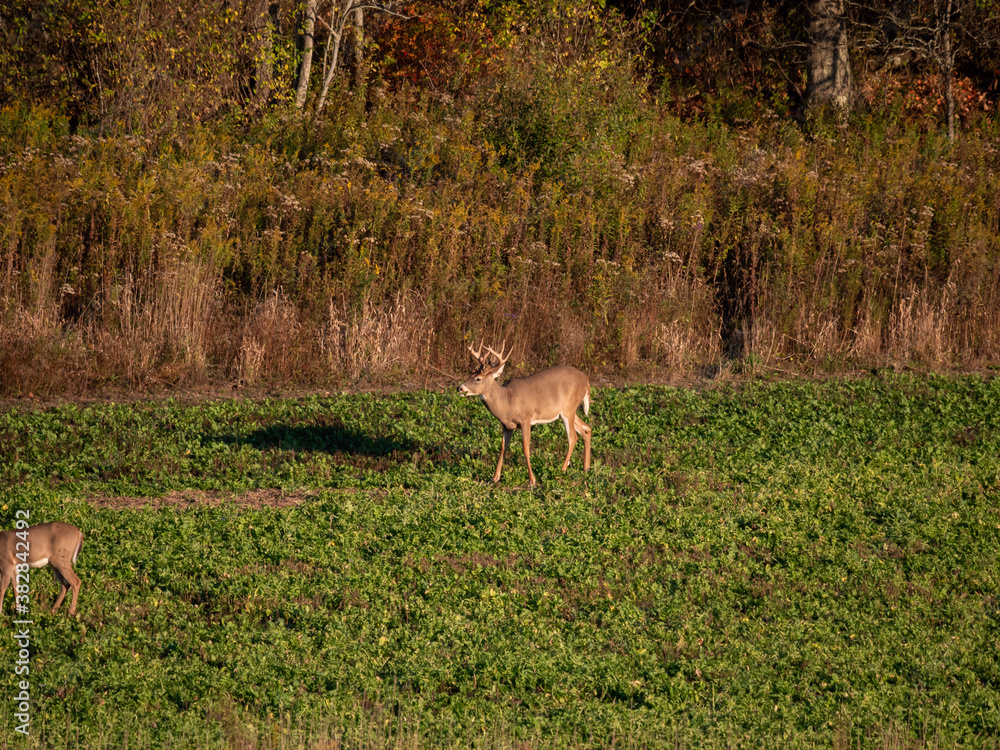 White Tail Deer