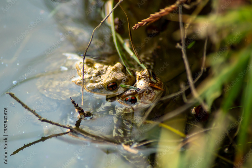 Obraz premium Couple of frogs in full mating under the water 