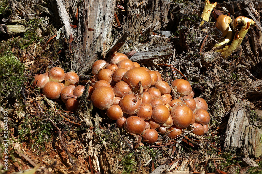 Yellow forest mushrooms grew on a fallen tree Yellow forest mushrooms grew on a fallen tree