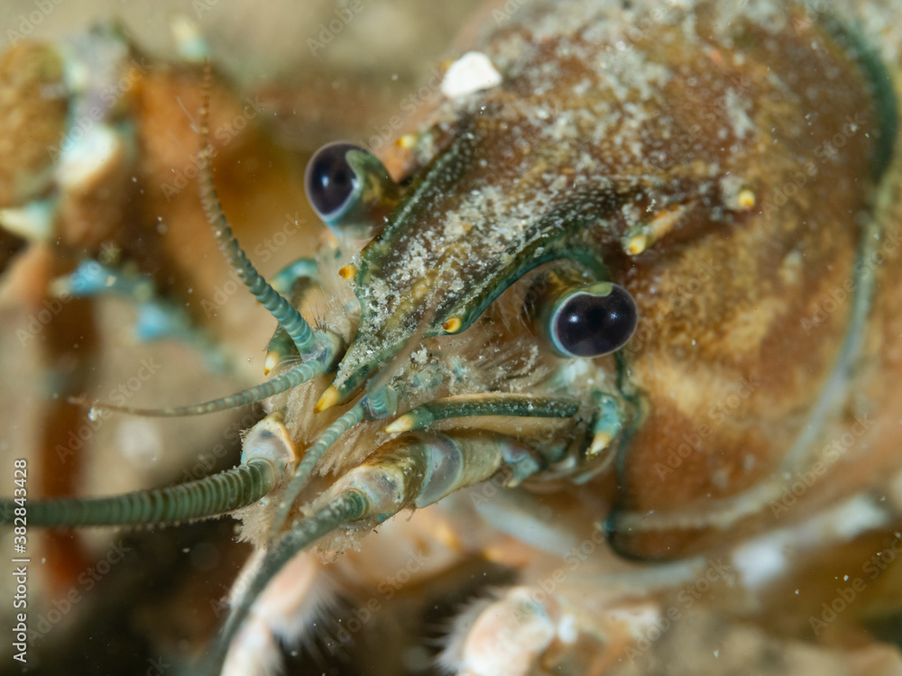 Crayfish, underwater photo. Invasive species in Hancza Lake. Macro shot, selective focus. Crayfish, underwater photo. Invasive species in Hancza Lake. Macro shot, selective focus.