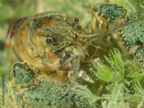 Crayfish, underwater photo. Invasive species in Hancza Lake. Macro shot, selective focus.