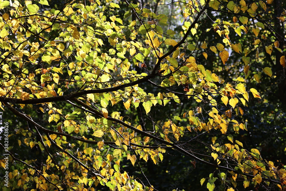 Yellow autumn leaves in sunlight in forest Yellow autumn leaves in sunlight in forest