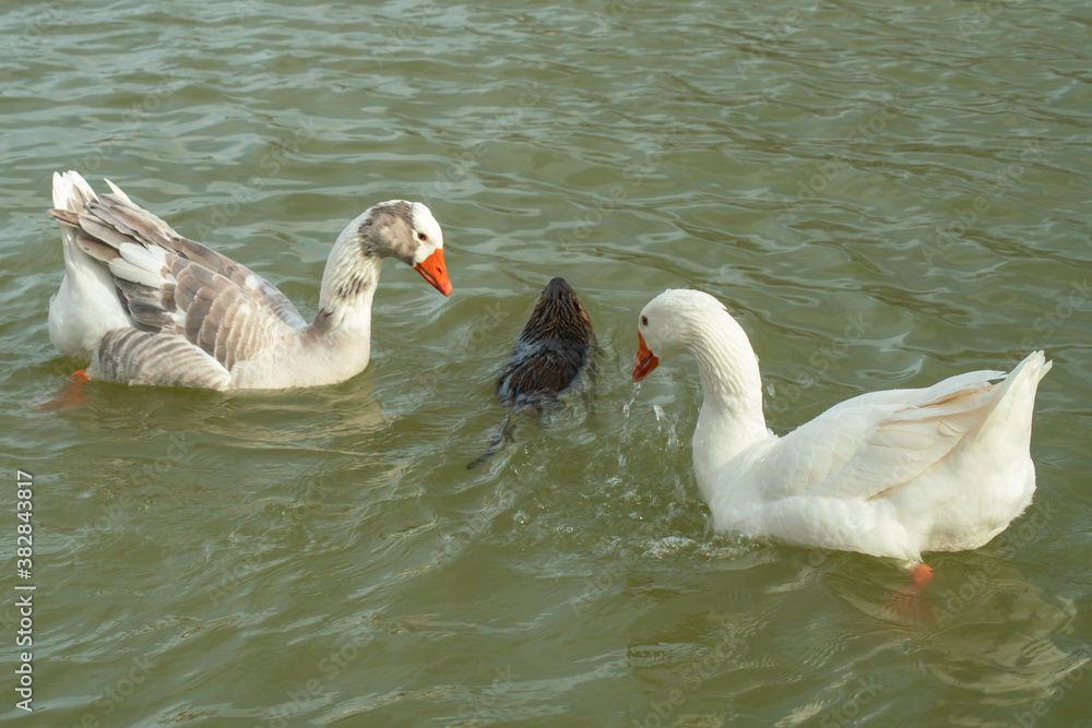 Fototapeta premium Amusing scene, at the lake, a nutria passes between two white geese who look surprised