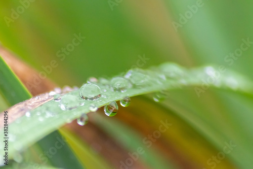 Raindrops on green leaves after a rainy day with a lot of rain refreshes the nature with water as elixir of life in rainforest, grassland, jungle and green meadows with sparkling bubbles of water