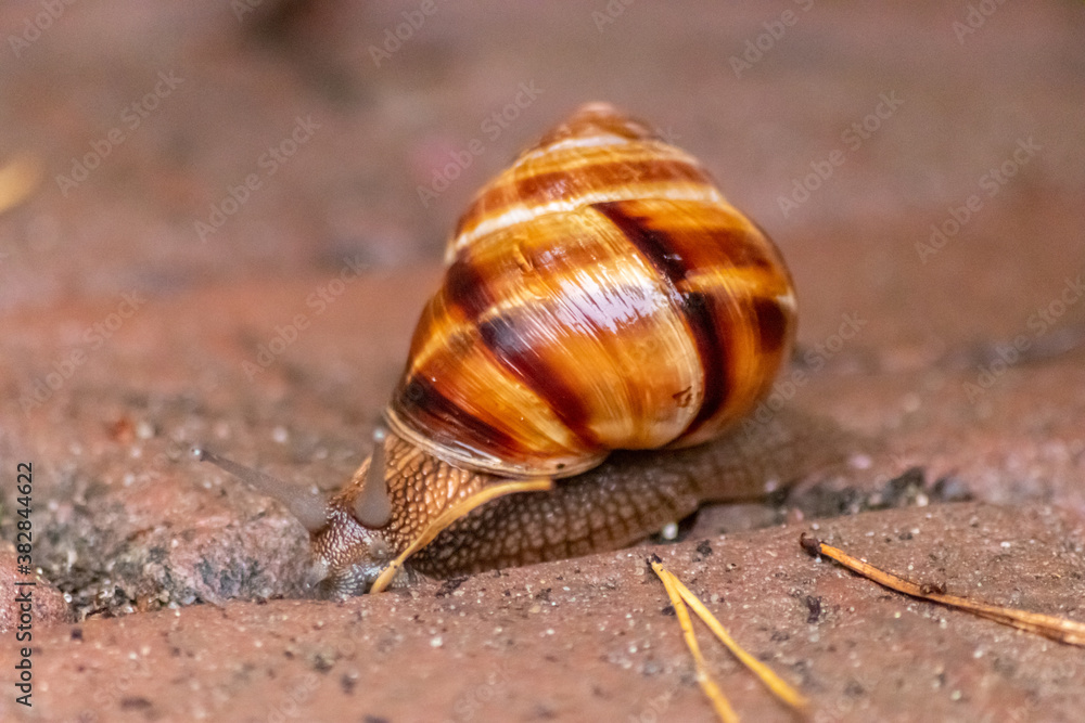 Big striped grapevine snail with a big shell in close-up and macro view shows interesting details of feelers, eyes, helix shell, skin and foot structure of large garden snail and delicious escargot Big striped grapevine snail with a big shell in close-up and macro view shows interesting details of feelers, eyes, helix shell, skin and foot structure of large garden snail and delicious escargot