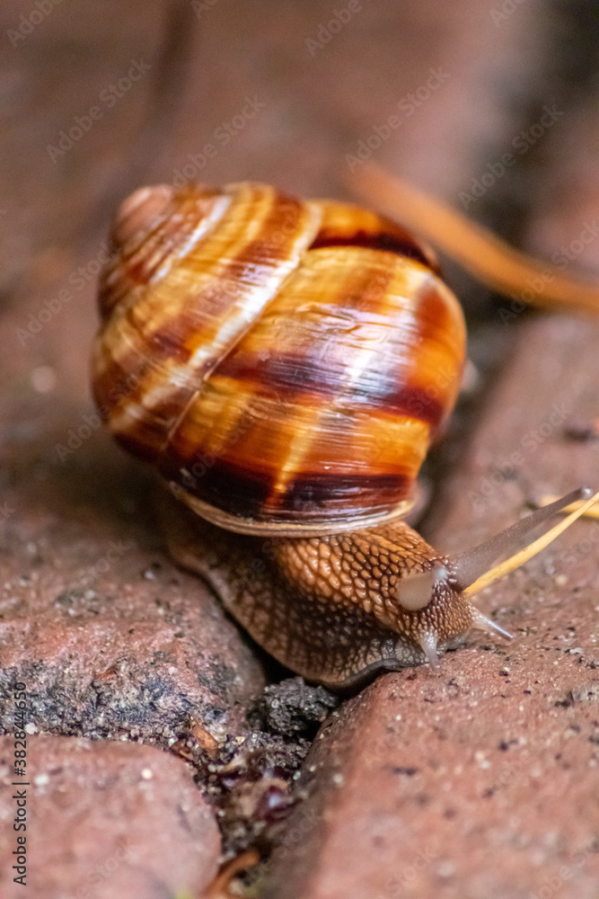 Big striped grapevine snail with a big shell in close-up and macro view shows interesting details of feelers, eyes, helix shell, skin and foot structure of large garden snail and delicious escargot Big striped grapevine snail with a big shell in close-up and macro view shows interesting details of feelers, eyes, helix shell, skin and foot structure of large garden snail and delicious escargot