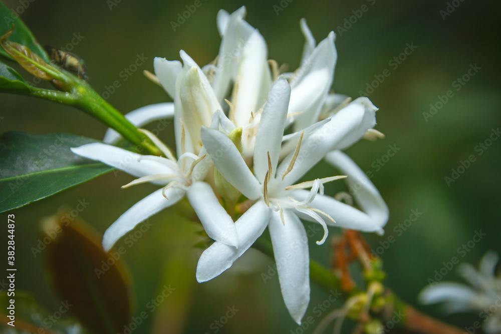 Close-up coffee beans flowers on the tree Close-up coffee beans flowers on the tree