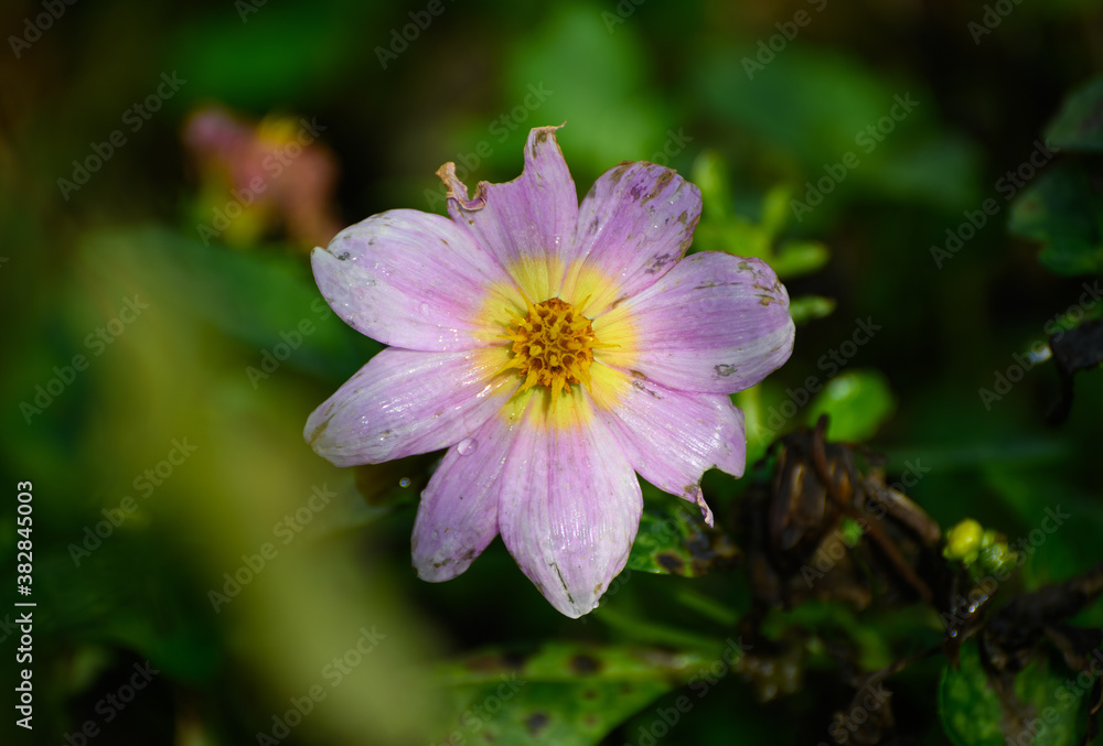 Cosmos flower at autumn. Selective focus with shallow depth of field.