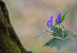 Mountain flower　
purple