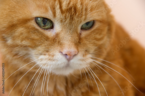 Sleepy red cat. Selective focus on eyes.