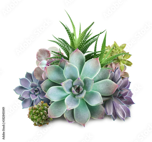 Fotografía Collection of different beautiful succulents on white background