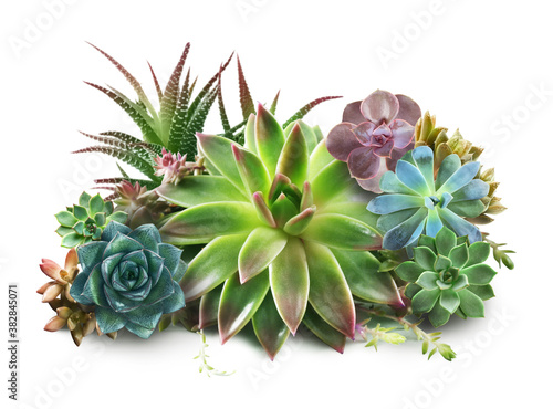 Collection of different beautiful succulents on white background photo