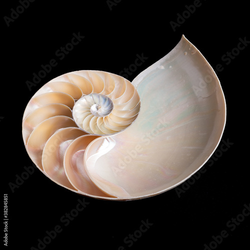 nautilus shell isolated on black