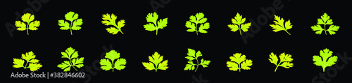 set of cilantro leaves cartoon icon design template with various models. vector illustration isolated on black background