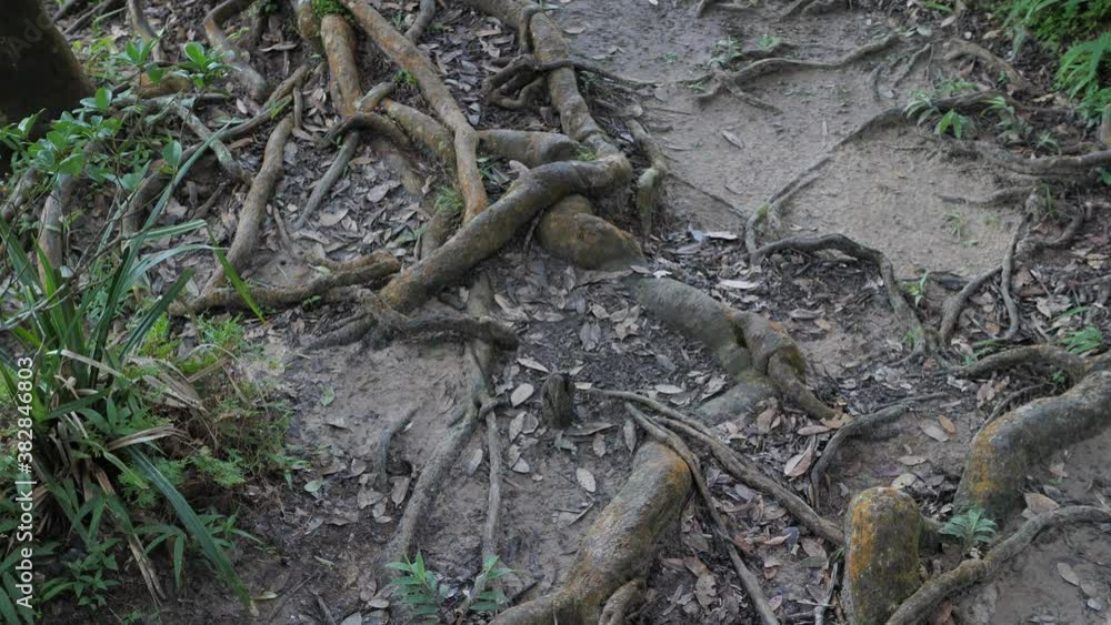 tree roots,Roots covered with moss,Amazing Tree Roots tree roots,Roots covered with moss,Amazing Tree Roots