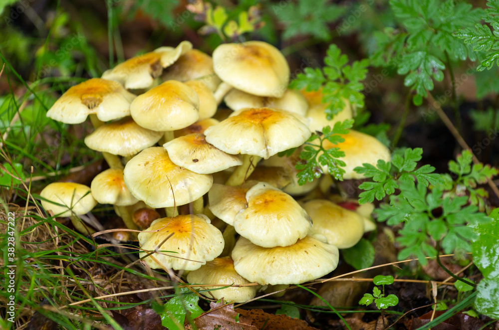 Collection Hypholoma fasciculare, oat forest, clustered forest lover, forest mushroom. Collection Hypholoma fasciculare, oat forest, clustered forest lover, forest mushroom.