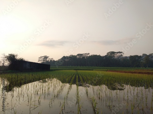 photos of rice fields that have been planted