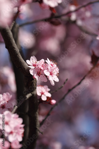 Fruit tree blossoms. Spring beginning background. Bokeh. © photokrle