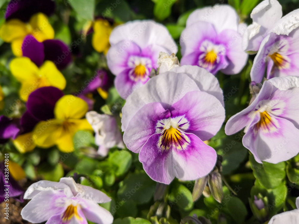 Close-up on a purple and white pansy flower	