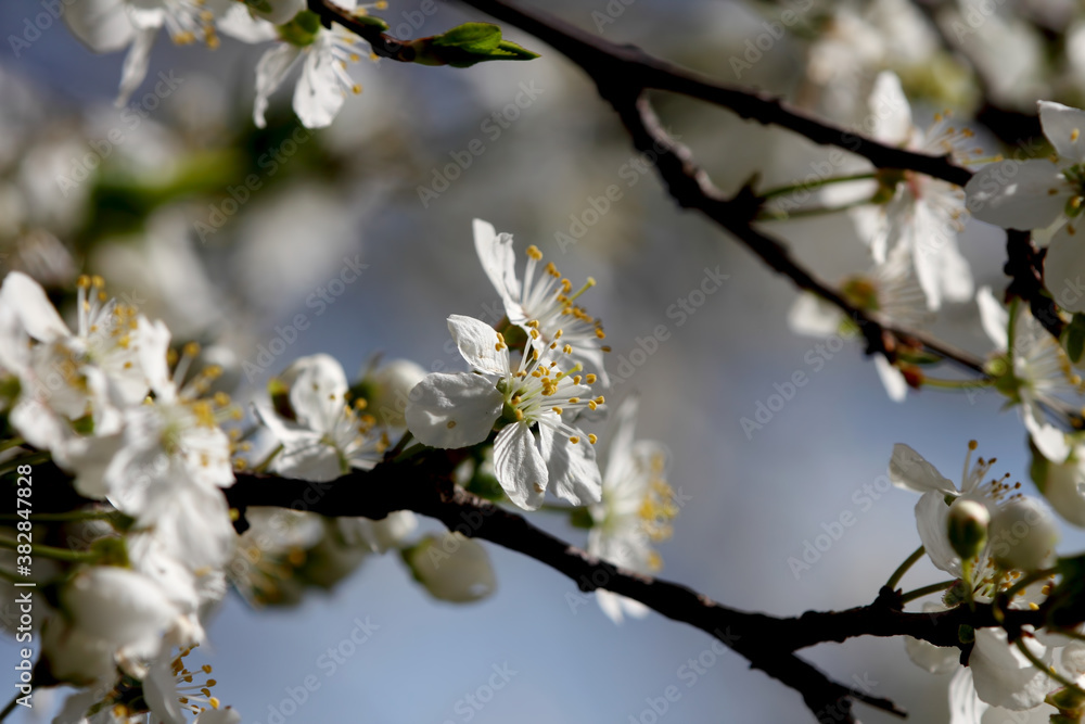 Fruit tree blossoms. Spring beginning background. Bokeh. Fruit tree blossoms. Spring beginning background. Bokeh.