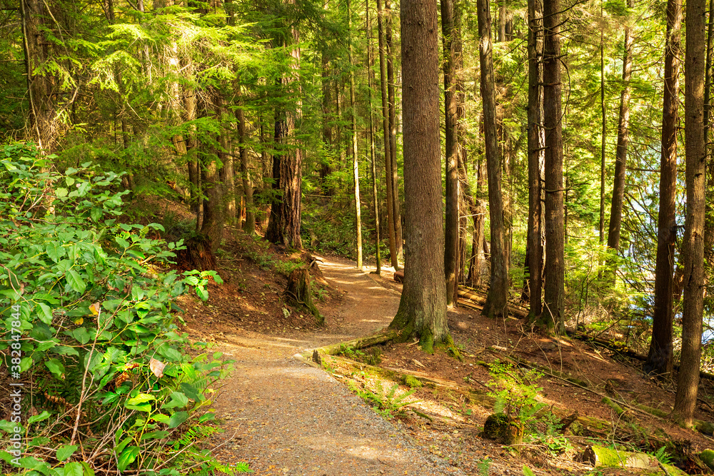 BC forest trail