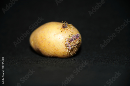 Close up on the sprouting of a potato, on a black background	 photo