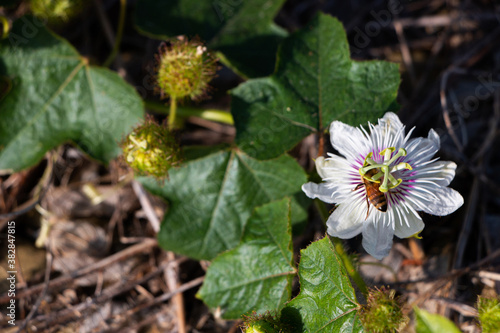 Passiflora incarnata is pollinated by insects.