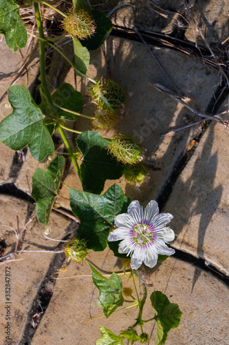 Passiflora incarnata is pollinated by insects.