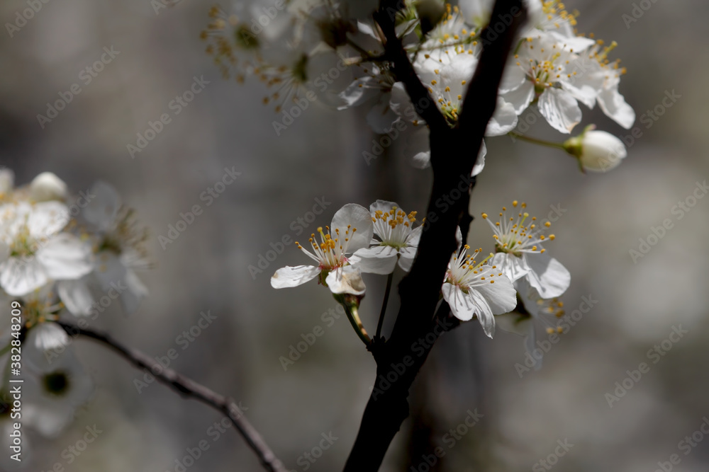 Fruit tree blossoms. Spring beginning background. Bokeh. Fruit tree blossoms. Spring beginning background. Bokeh.