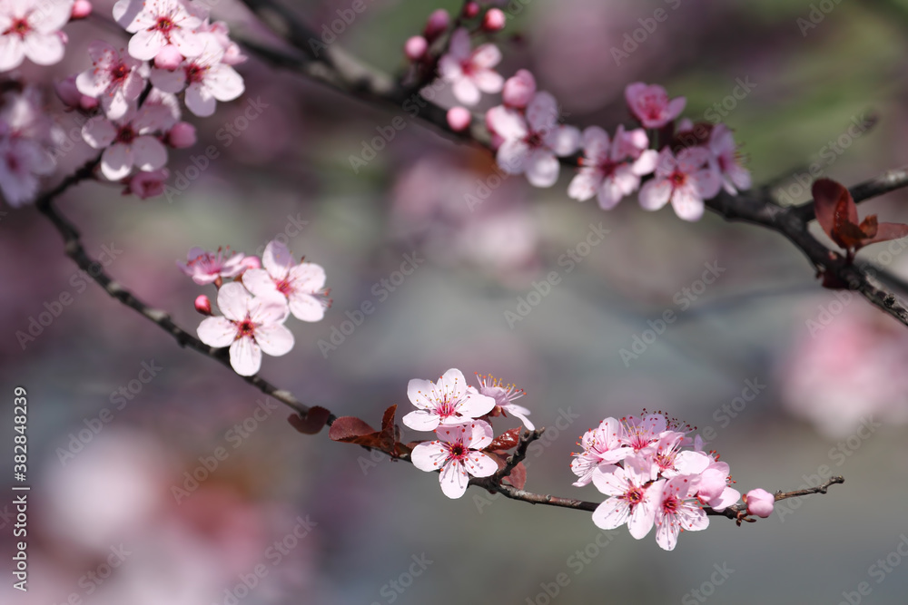 Fruit tree blossoms. Spring beginning background. Bokeh. Fruit tree blossoms. Spring beginning background. Bokeh.