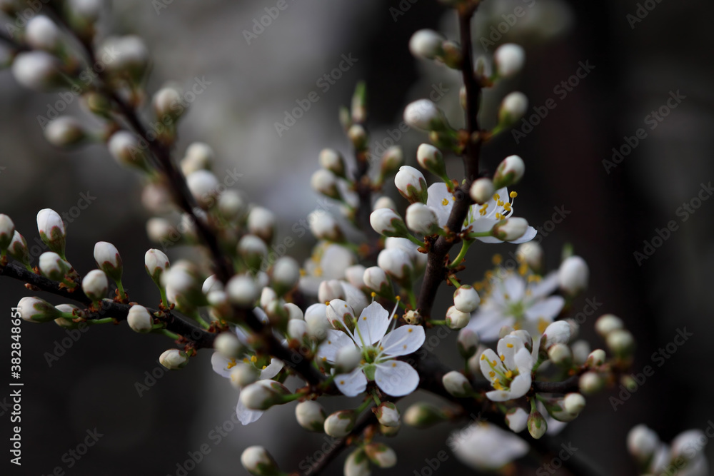 Fruit tree blossoms. Spring beginning background. Bokeh. Fruit tree blossoms. Spring beginning background. Bokeh.