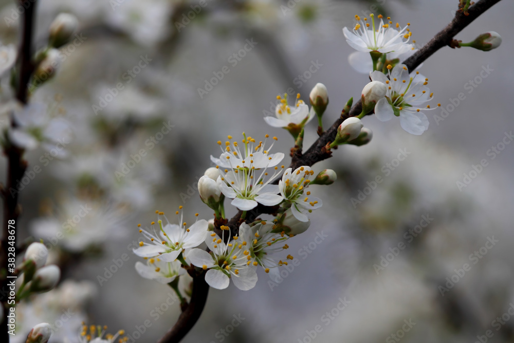 Fruit tree blossoms. Spring beginning background. Bokeh. Fruit tree blossoms. Spring beginning background. Bokeh.