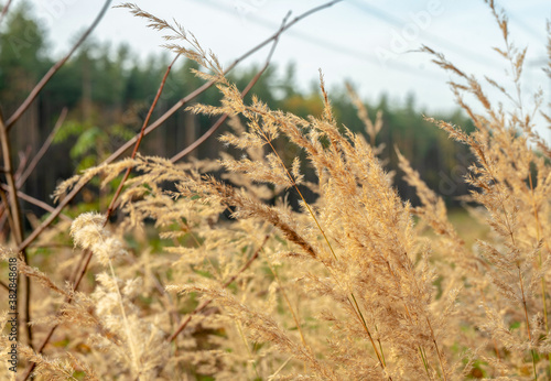 Photography Yellow high grass (cereal)   - Amazing autumn nature in Moscow oblast