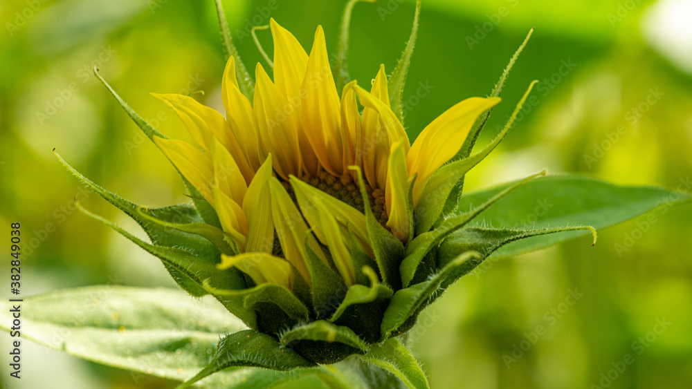 Sunflower buds