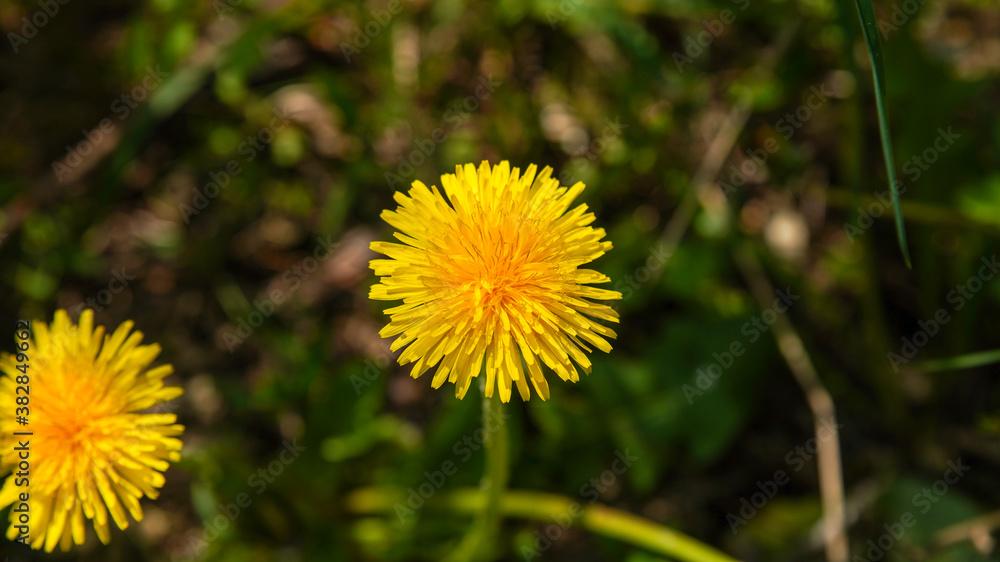 Close up on a dandelion flower Close up on a dandelion flower