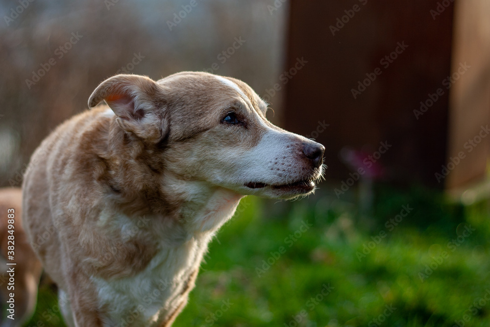 Dog looking expectant at owner on a walk in nature Dog looking expectant at owner on a walk in nature
