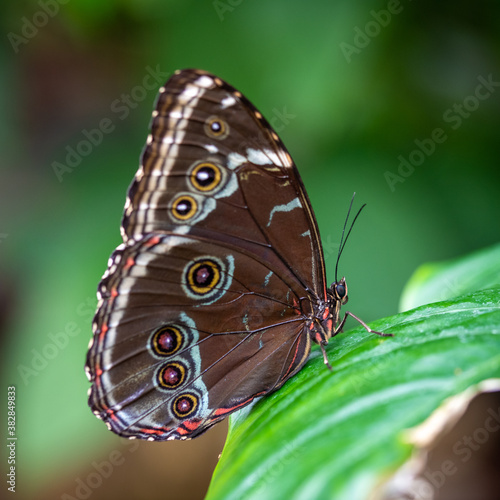 insect macro butterfly closeup wing nature flower green background wildlife © Laura