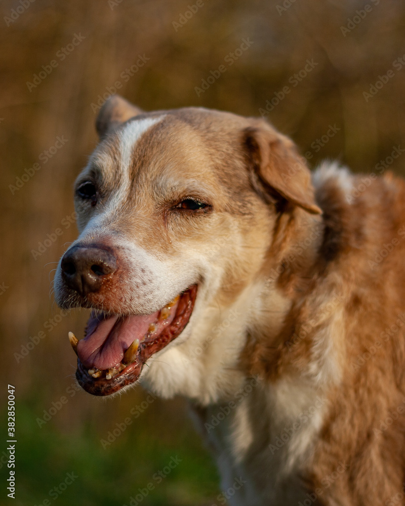 Dog looking expectant at owner on a walk in nature Dog looking expectant at owner on a walk in nature