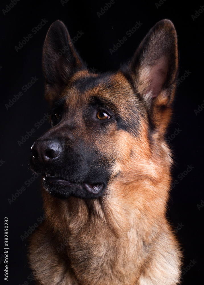dog face close up, german shepherd dog on black background dog face close up, german shepherd dog on black background