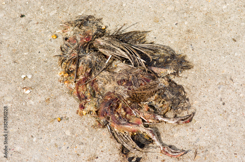 Dead ripped bird that nearly perished on the ground 