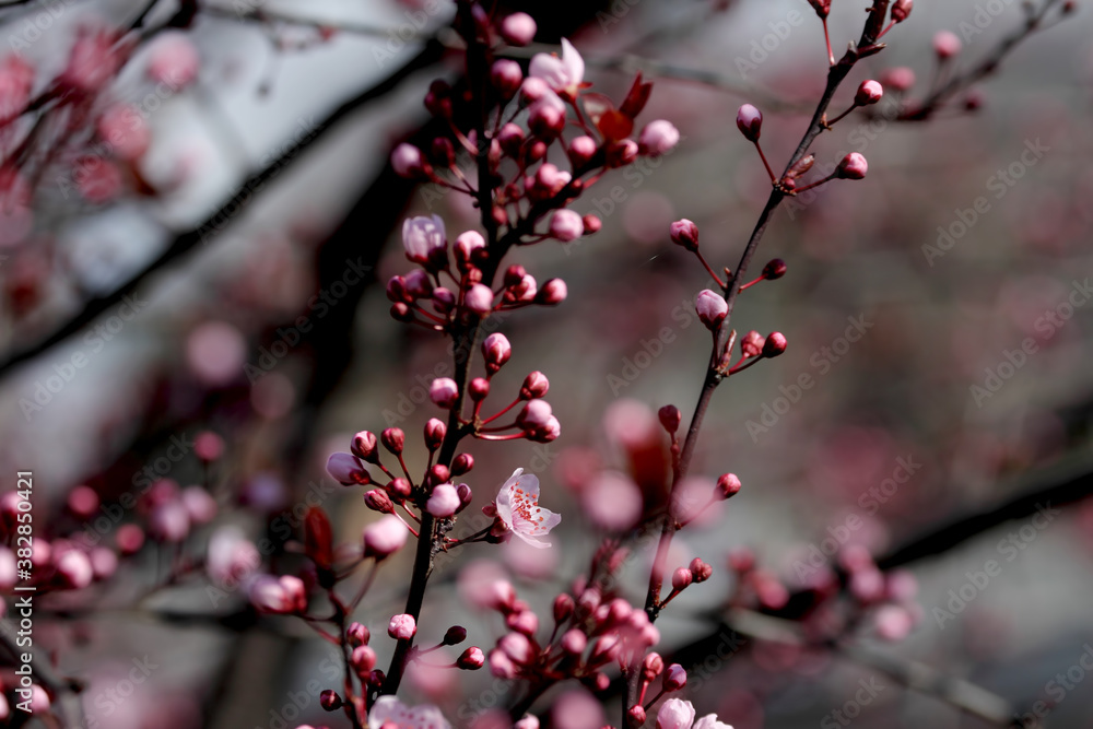 Fruit tree blossoms. Spring beginning background. Bokeh. Fruit tree blossoms. Spring beginning background. Bokeh.